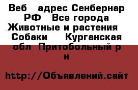 Веб – адрес Сенбернар.РФ - Все города Животные и растения » Собаки   . Курганская обл.,Притобольный р-н